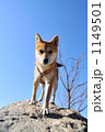 青空と柴犬　２