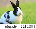 ウサギの顔