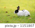 ウサギの黄昏