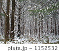北海道の冬の自然林