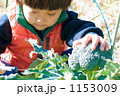 ブロッコリーの収穫