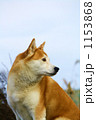 犬さん