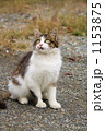 のらねこ