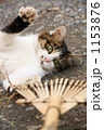ほうきとじゃれる猫