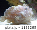 かわいい魚