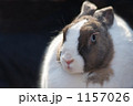 うさぎ