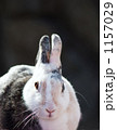 うさぎ