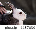 うさぎ