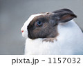 うさぎ