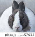 うさぎ