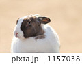 うさぎ