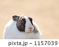 うさぎ