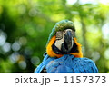 1157373