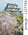 姫路城と桜