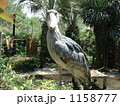上野動物園のハシビロウ