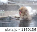 雪景色の温泉に浸かる日本猿