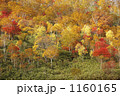 1160165