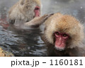 雪景色の温泉で毛づくろいをする日本猿の親子