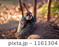 見つめる孔雀