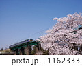 桜と八高線