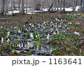 雪の残る湿原に咲く水芭蕉