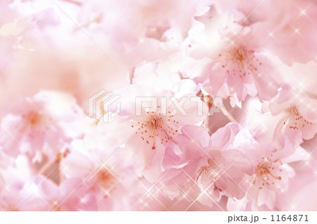 「桜」のイラスト素材 「桜」のイラスト素材