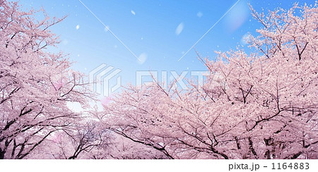 「桜」のイラスト素材 「桜」のイラスト素材