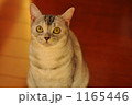 見つめる猫_1