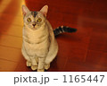 見つめる猫_2