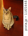 見つめる猫_3