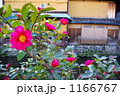 祇園に咲く山茶花
