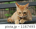 子猫の休憩