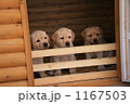 ラブラドールのこいぬ