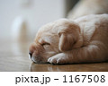 ラブラドールのこいぬ