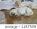 ラブラドールのこいぬ