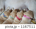 ラブラドールのこいぬ