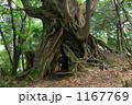奥駆け道の古木
