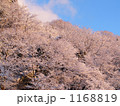 朝焼けに染まる樹氷
