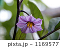 なすの花