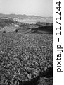 三浦半島・ダイコン畑　昭和58年