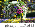 ハンキングの花