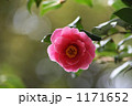 椿