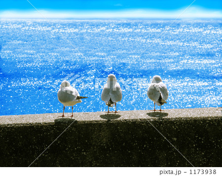 カモメ海を見つめる