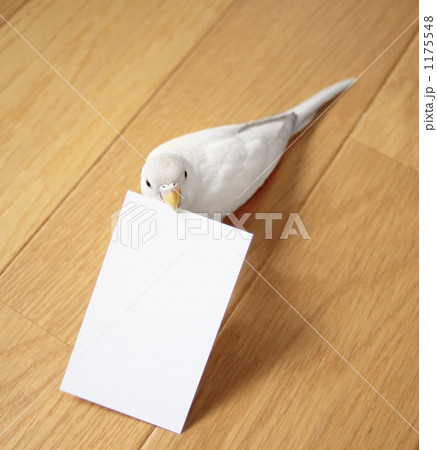 「名刺をくわえるセキセイインコ」の写真素材 「名刺をくわえるセキセイインコ」の写真素材