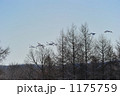 伊藤・丹頂サンクチャリ