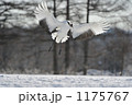 伊藤・丹頂サンクチャリ