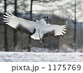 伊藤・丹頂サンクチャリ