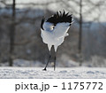伊藤・丹頂サンクチャリ