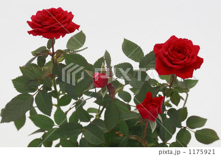 「薔薇」の写真素材 「薔薇」の写真素材