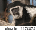 1176078